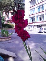 /album/galleria-fotografica/red-carm-flow-jpg/